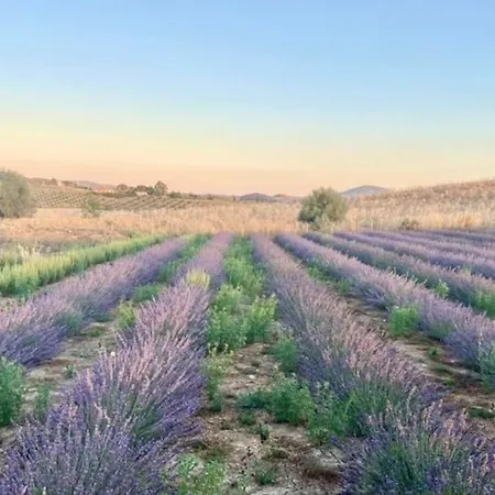 Marsy3 - Enchanting Lavender Farm Whole * Marsiliana